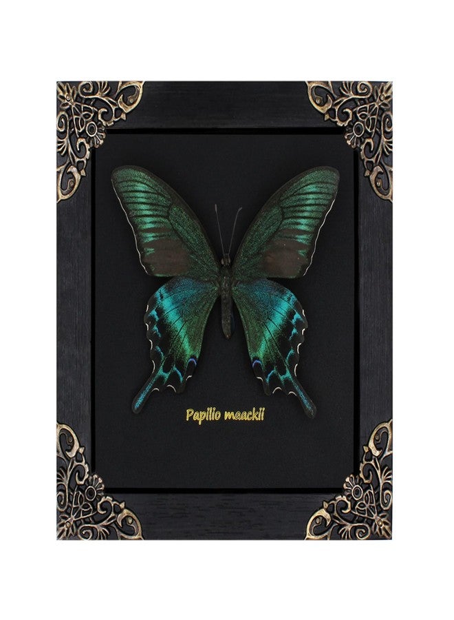 Agaoece Butterfly Framed Decoration Handmade Taxidermy Butterfly Shadow Box Collection Framed Butterfly for Oddities and Curiosities Gifts for Victorian Dark Academia Goth Wall Decor - Image 1